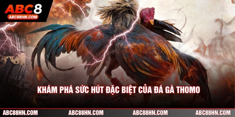 Khám phá sức hút đặc biệt của đá gà Thomo