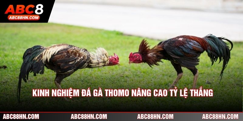 Kinh nghiệm đá gà Thomo nâng cao tỷ lệ thắng