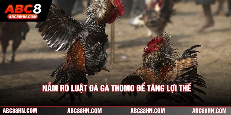Nắm rõ luật đá gà Thomo để tăng lợi thế