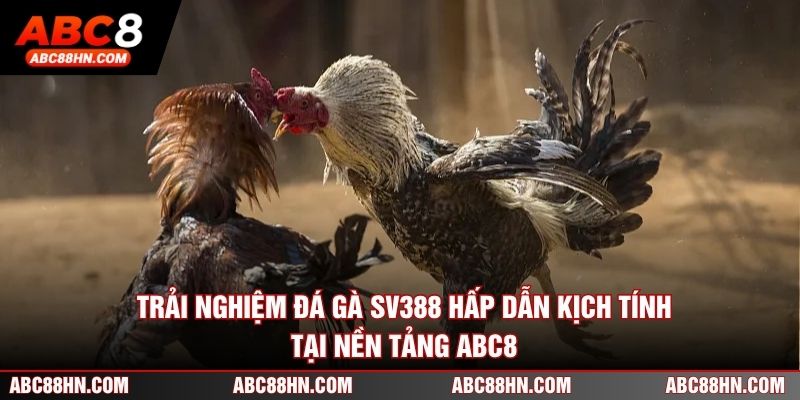 Trải nghiệm Đá gà SV388 hấp dẫn kịch tính tại nền tảng ABC8