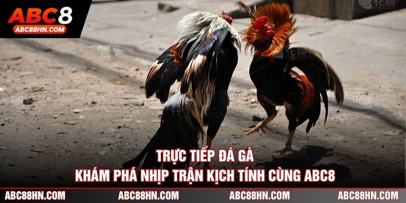 Trực Tiếp Đá Gà - Khám Phá Nhịp Trận Kịch Tính Cùng ABC8